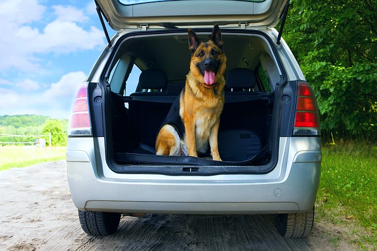 How to make your car dog friendly?