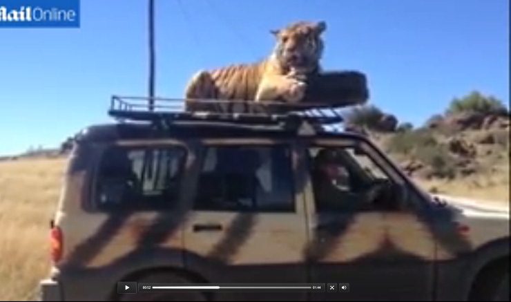 Even a Tiger Loves a Drive in the Mahindra Scorpio SUV