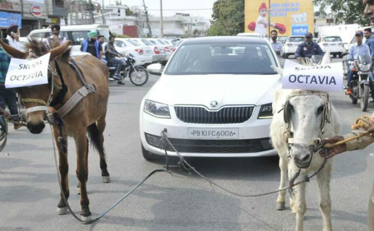 Frustrated Skoda Octavia owner gets donkeys to pull his car