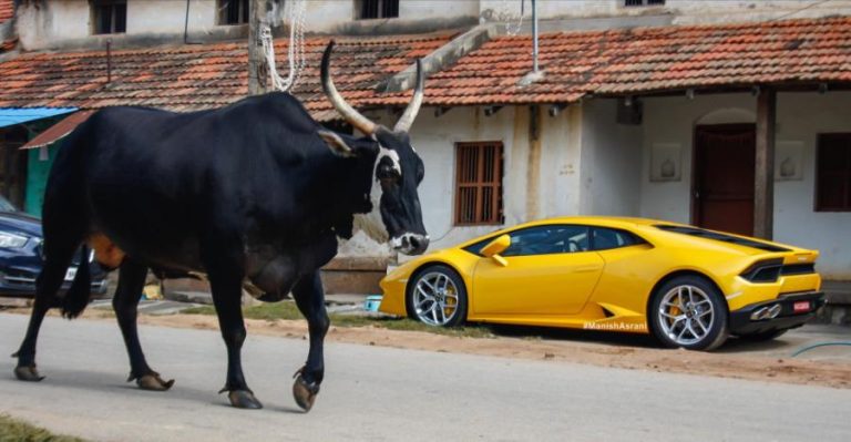 Lamborghini Supercar And Bull Featured