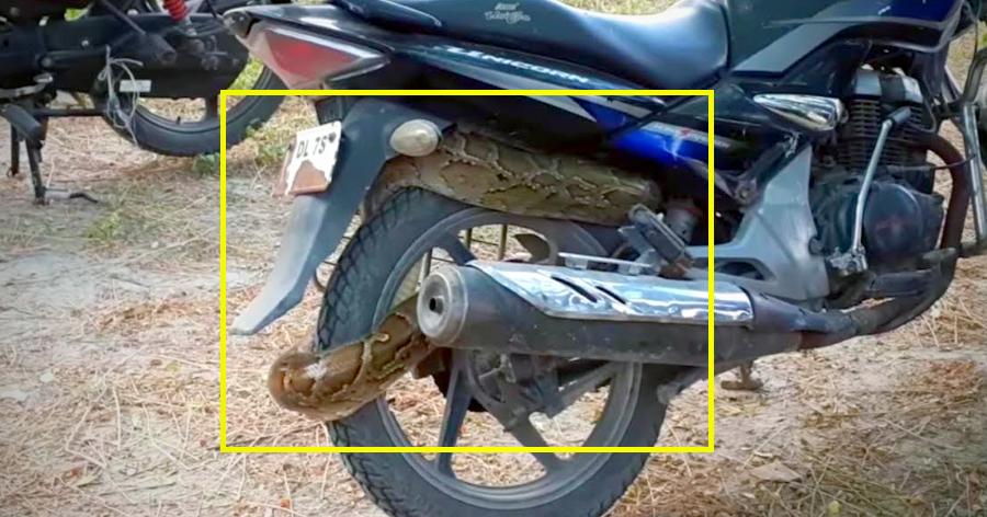 A Huge Python Curled Up On A Honda Unicorn Is Stuff That