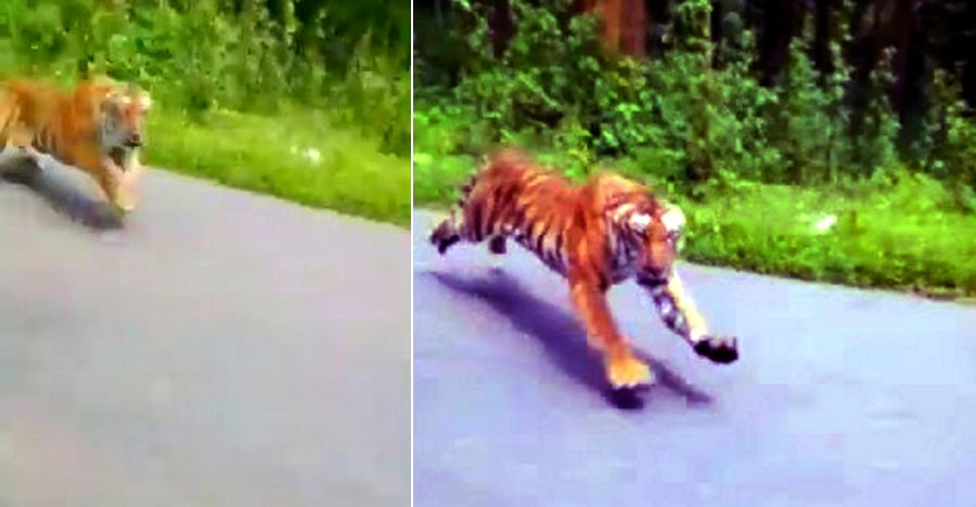 Tiger Attack Wayanad Featured