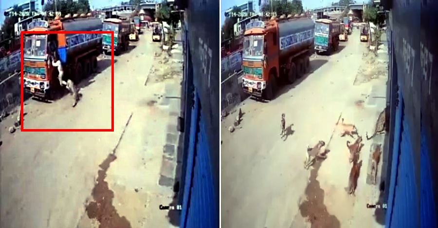 Leopard attacks truck driver, stray dogs surround the big cat & lead fightback [Video]