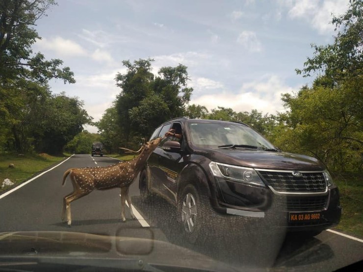 Bandipur Tiger Reserve takes action against Mahindra XUV500 driver for  feeding wild animals