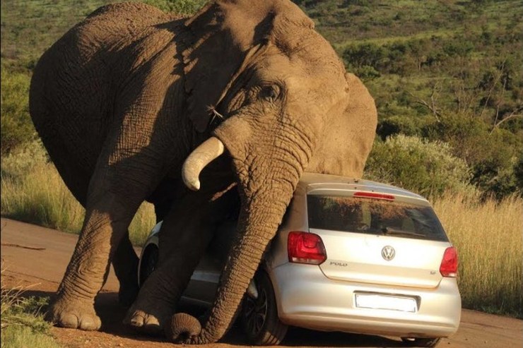 Honda Amaze driver blocks elephants in National Park: Elephants charge at the car [Video]