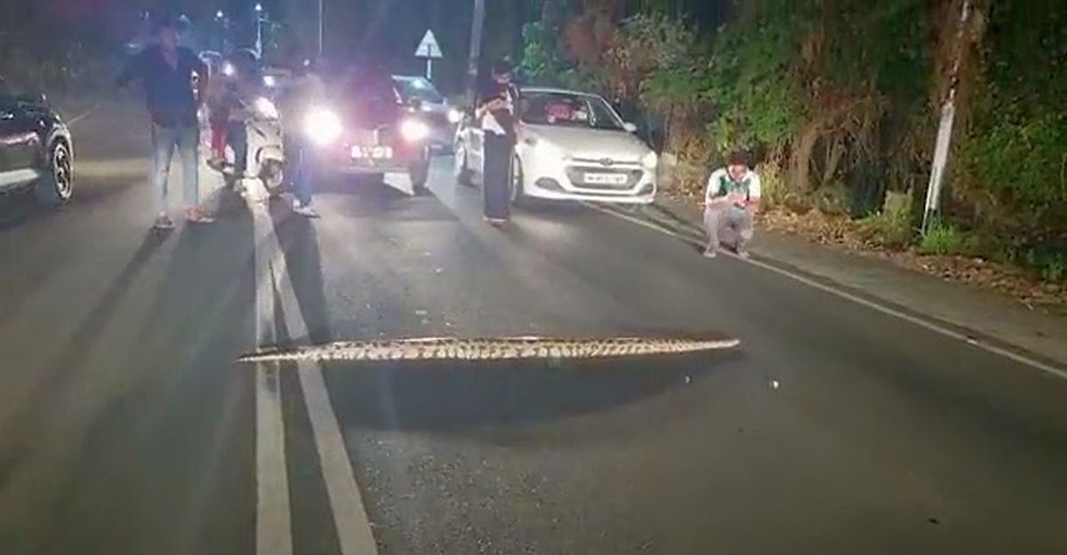 Majestic python crossing the road, vehicles stop to let it cross [Video]