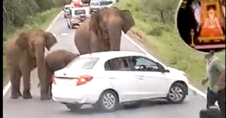 Honda Amaze driver blocks elephants in National Park: Elephants charge at the car [Video]