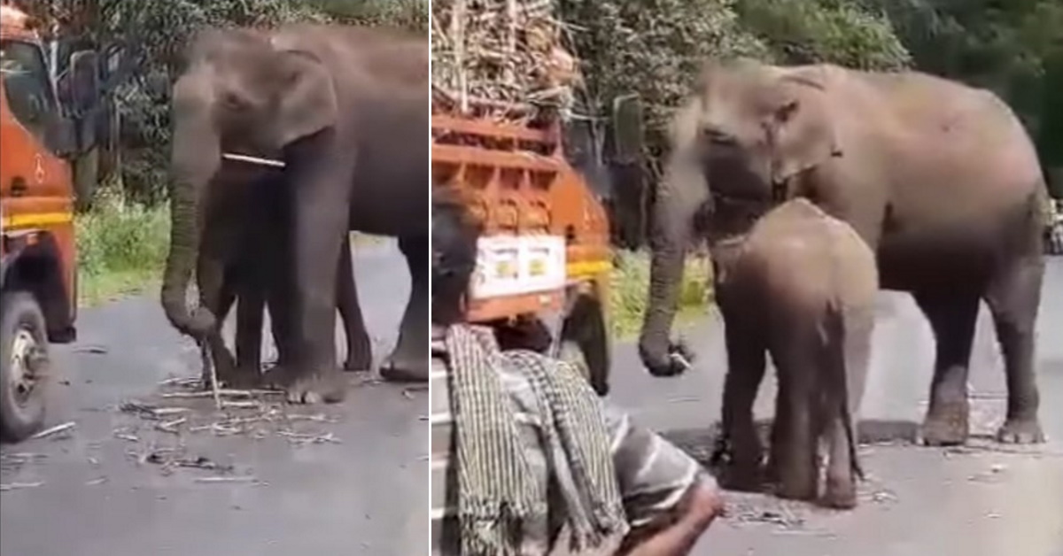 Elephants block truck carrying sugarcane to have a feast [Video]