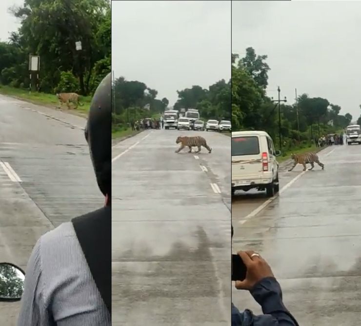 Cop stops traffic on highway to let Tiger cross the road [Video]
