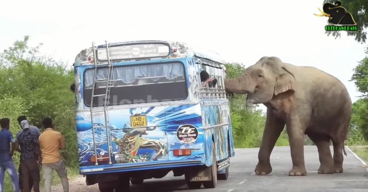 Elephant attacks bus: Refuses to let it go! 