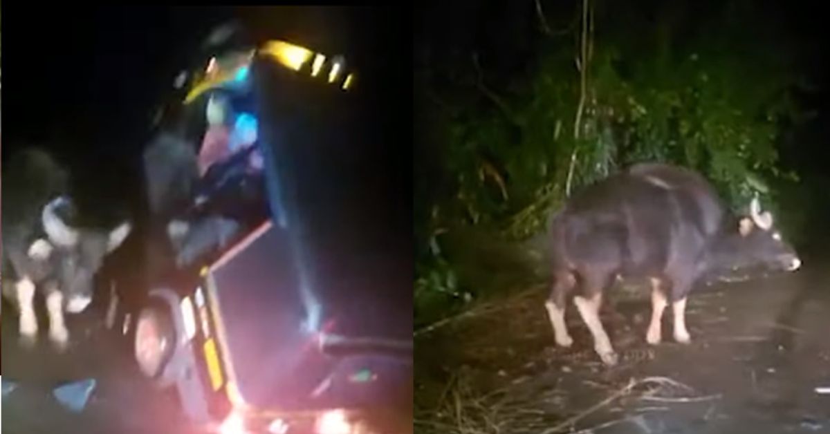Wild Indian bison attacks autorickshaw: Lifts the front in air [Video]