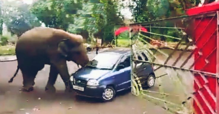 Elephant pushes Hyundai Santro around like a toy [Video]