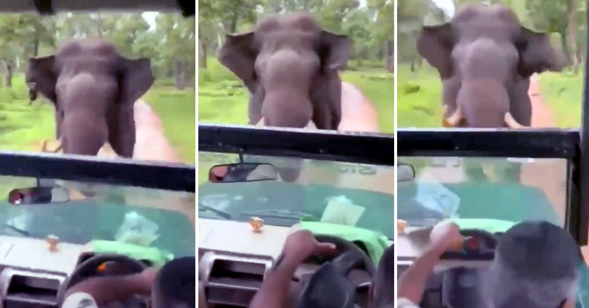 Elephant chases Mahindra Bolero in Kabini: Safari driver shows remarkable skill & calmness [Video]