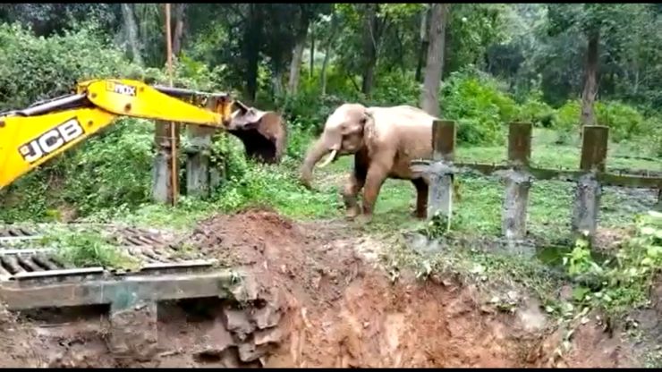 Elephant stuck in a ditch thanks JCB after getting rescued [Video]