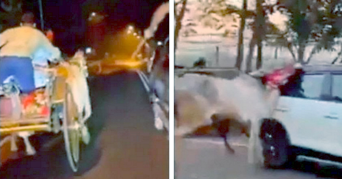 Illegal bullock cart racing in Mumbai: Drunk bullocks lose balance and crash into cars [Video]