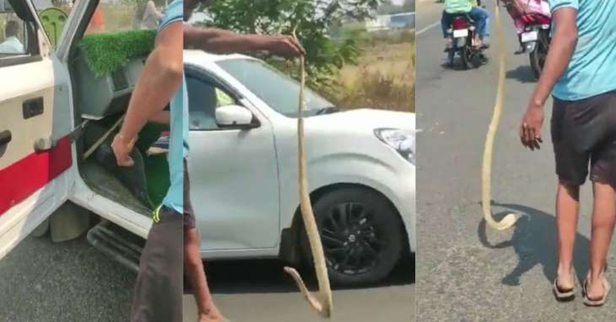 Cobra found in a moving car: Rescued by expert