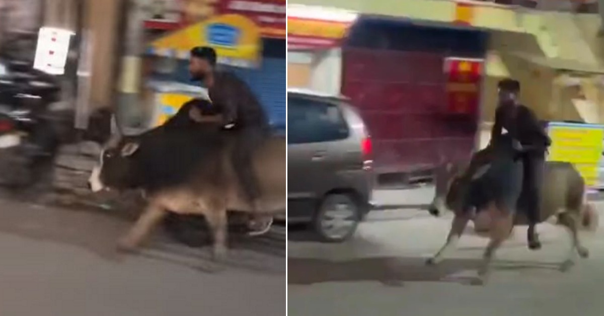 Drunk man riding bull in Rishikesh