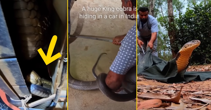 10 foot-long King Cobra hides under a car: Rescued [Video]