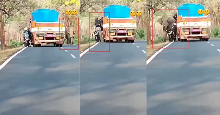 Truck driver saves bikers from wild elephant [Video]