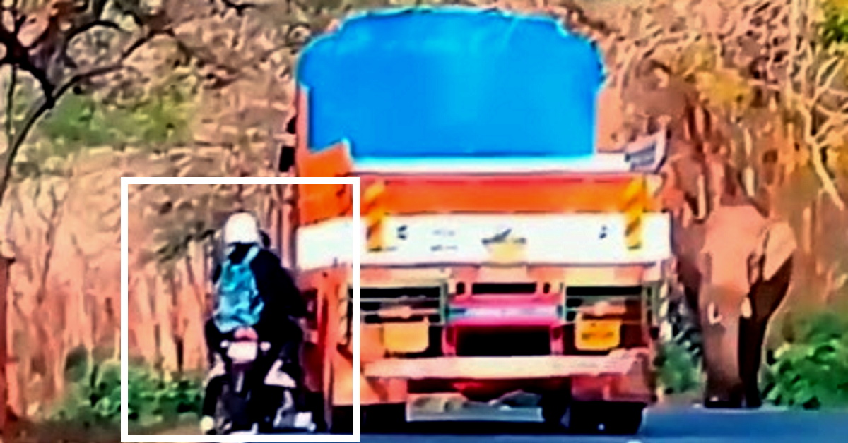 truck driver saves bikers elephant featured