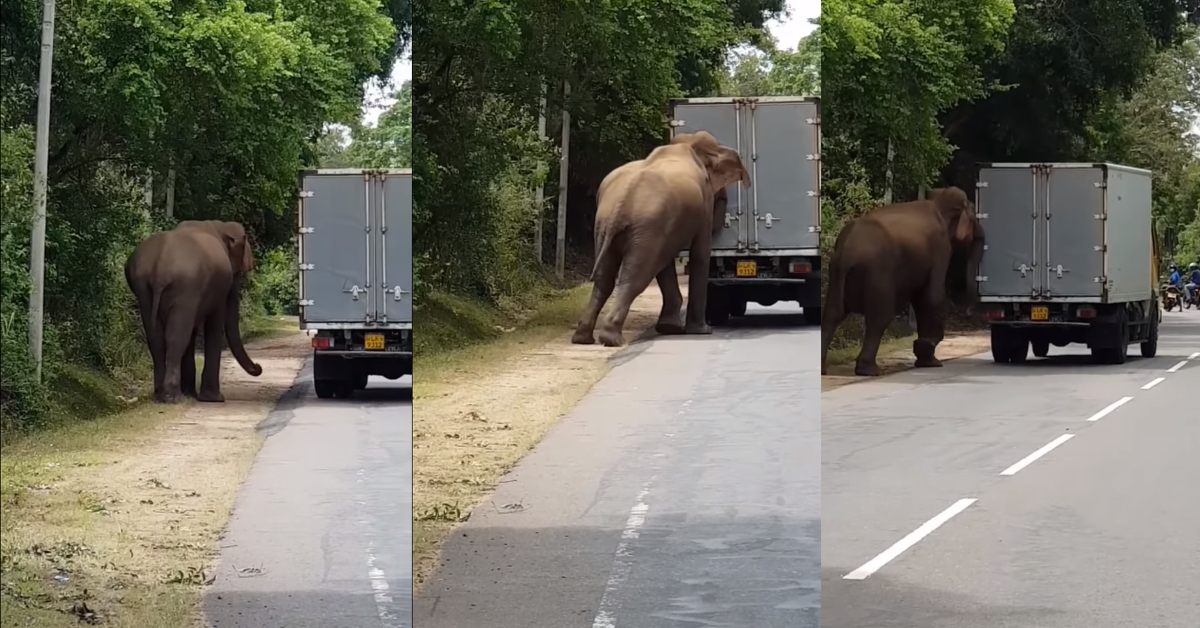 Elephant pushing truck