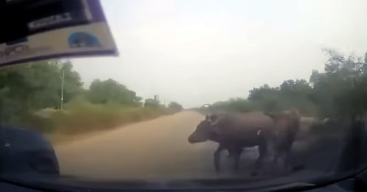 buffalo crash india