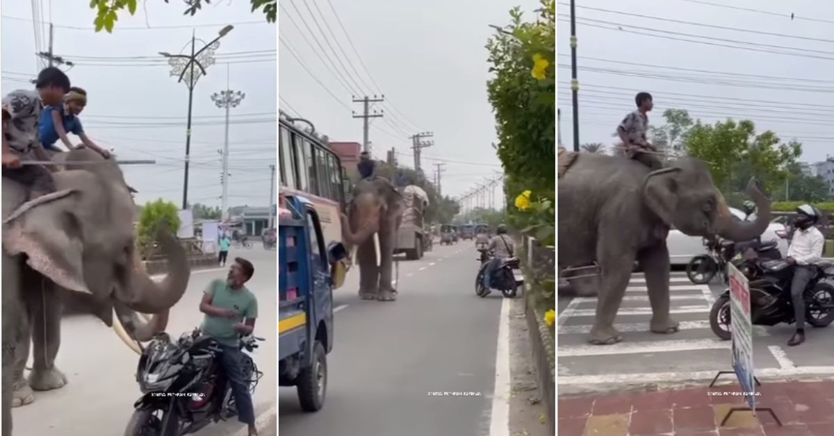 A mahout on an elephant blocks the road and extorts money from the driver