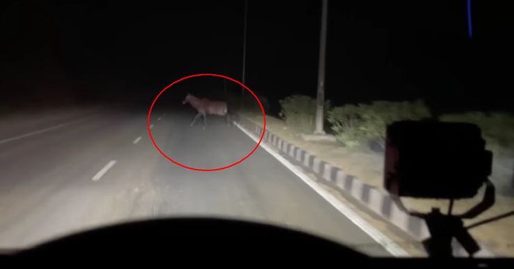 YouTuber in Mahindra Thar narrowly escapes hitting a Nilgai on road [Video]