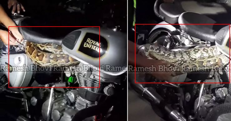 Massive python snake takes shelter under the seat of Royal Enfield ...