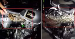 Massive python takes shelter in a Royal Enfield motorcycle: Rescued [Video]
