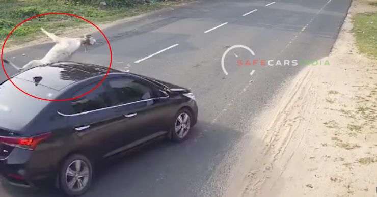Hyundai Verna crashes into stray cattle at high speed: Caught on camera