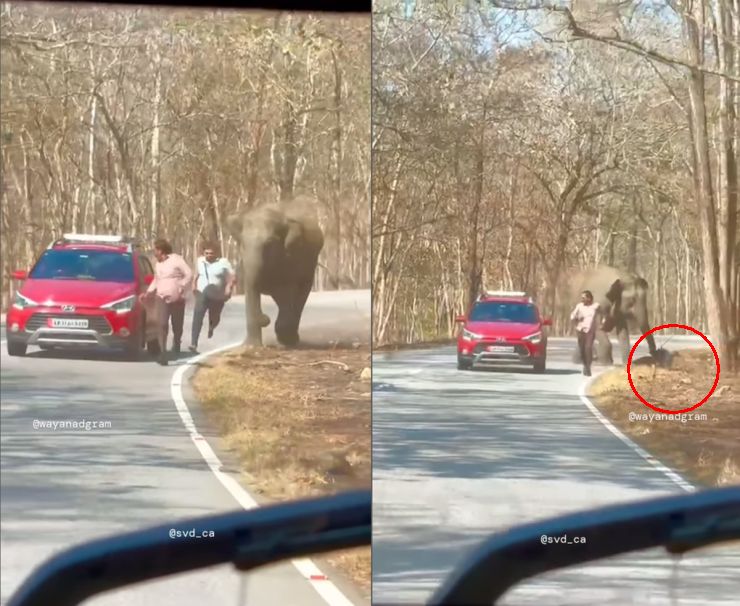 Men in Hyundai i20 Take Selfie With Wild Elephant: It Nearly Tramples Them [Video]