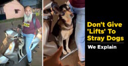 Don't Give A 'Lift' To Any Stray Dog That Climbs On Your Scooter In Goa: Here Is Why