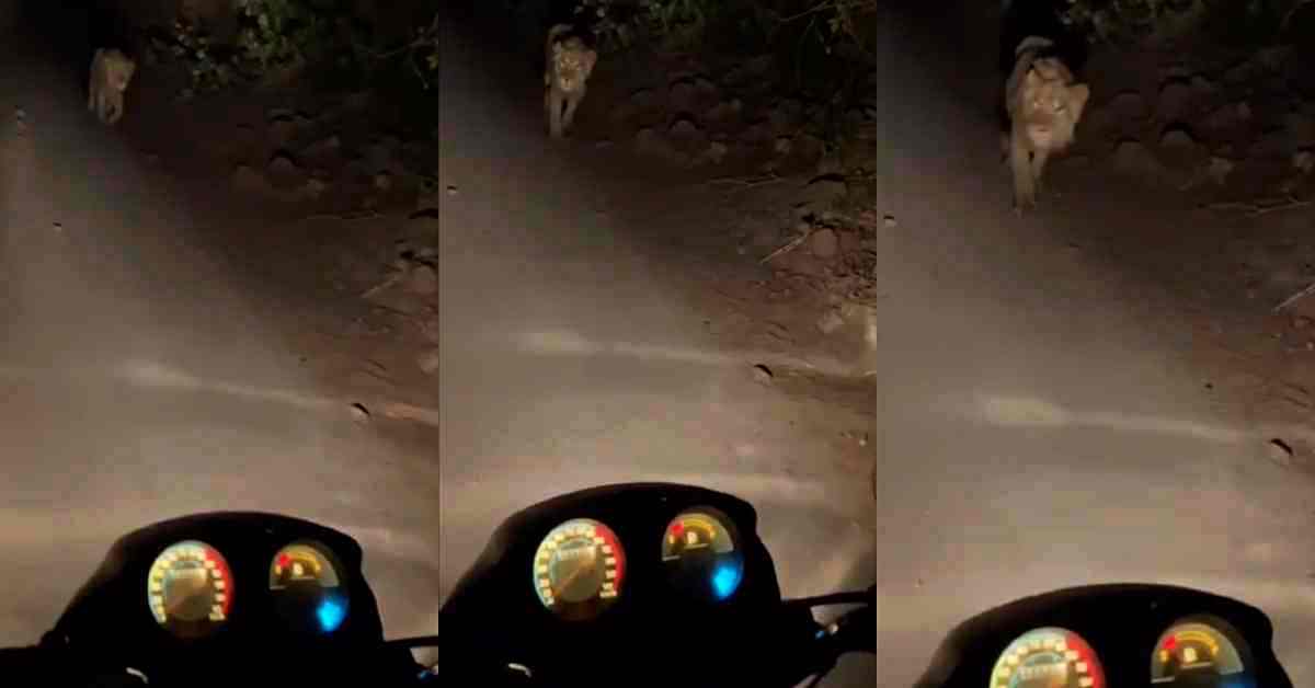 Lion in front of biker Lion in front of biker