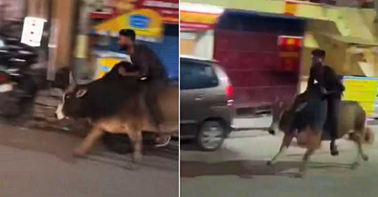 Drunk man rides on bull