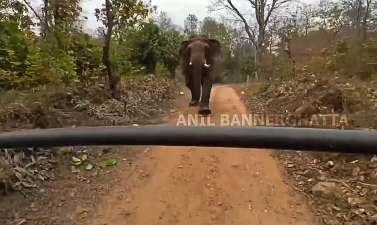 Elephant provoked during safari