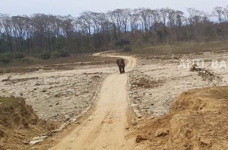 Wild Elephant provoked