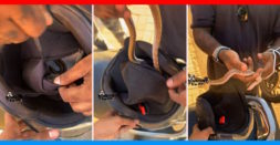 Snake Hides Inside Helmet: Rescued By Snake-Catcher [Video]