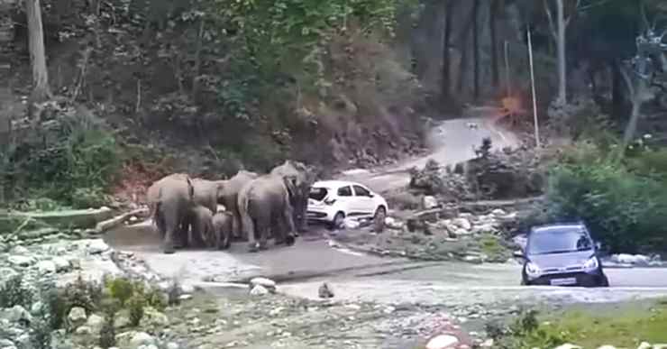 Elephant herd attack