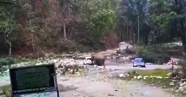 elephant herd attack