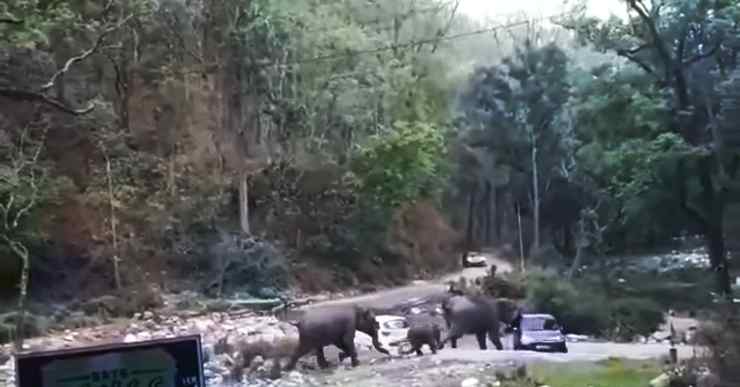 elephant herd attacks i10