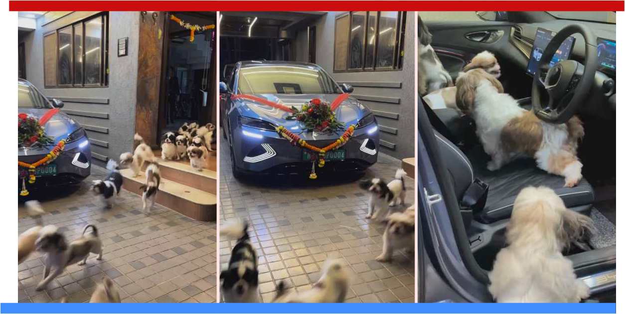 numerous dogs welcome byd seal ev sedan unique display affection numerous dogs welcome byd seal ev sedan unique display affection