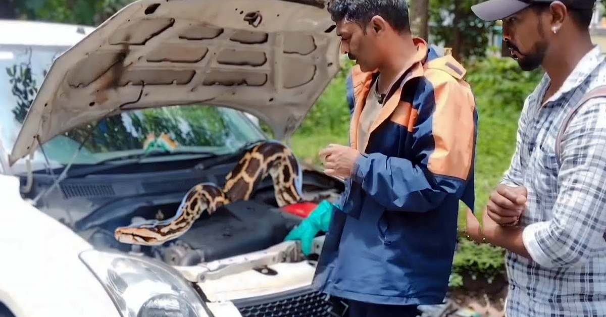 Aggressive Python rescued from Swifts engine bay Aggressive Python rescued from Swifts engine bay