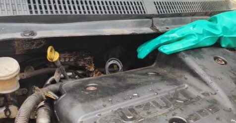 Python-rescued-from-Suzuki-Swift-engine-bay