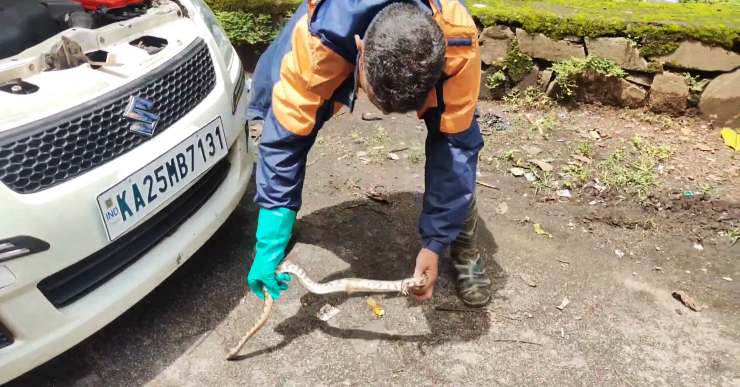 aggressive-Python-rescue-from-Swift