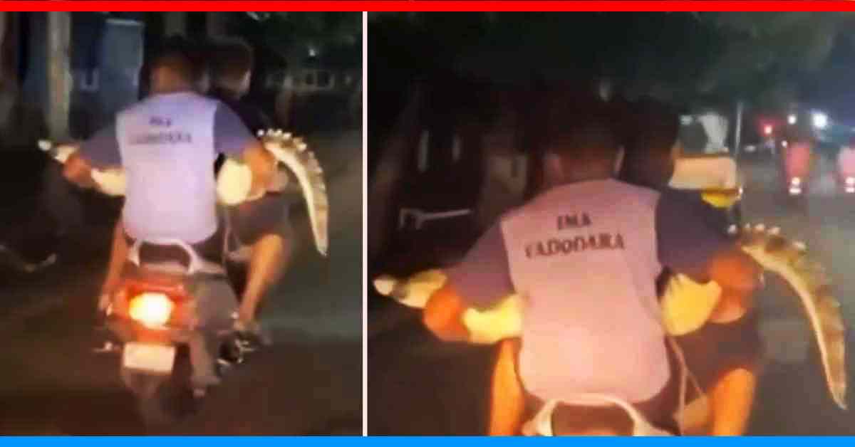 men transport crocodile scooter gujarat shocking video men transport crocodile scooter gujarat shocking video