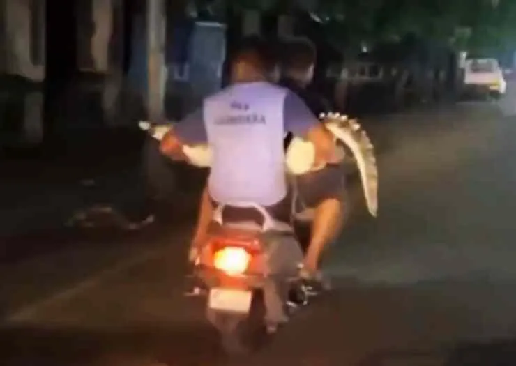 Men Rescue And Carry Crocodile On Scooter In Gujarat [Video]