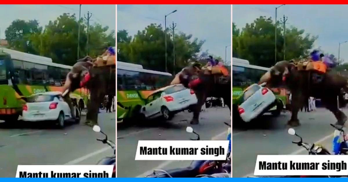 Angry elephant throws swift like a toy Angry elephant throws swift like a toy