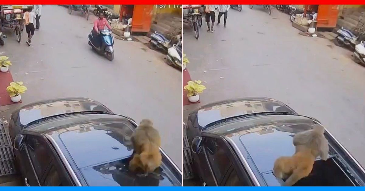 monkey shatters panoramic sunroof incident varanasi uttar pradesh monkey shatters panoramic sunroof incident varanasi uttar pradesh