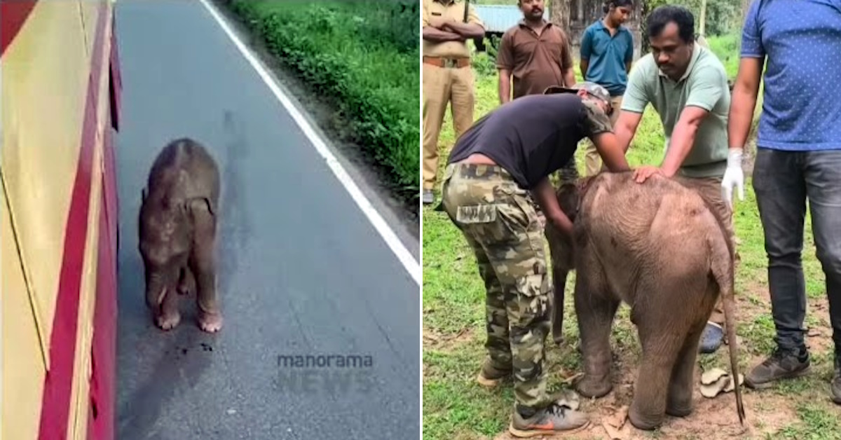 baby elephant kerala bus featured baby elephant kerala bus featured
